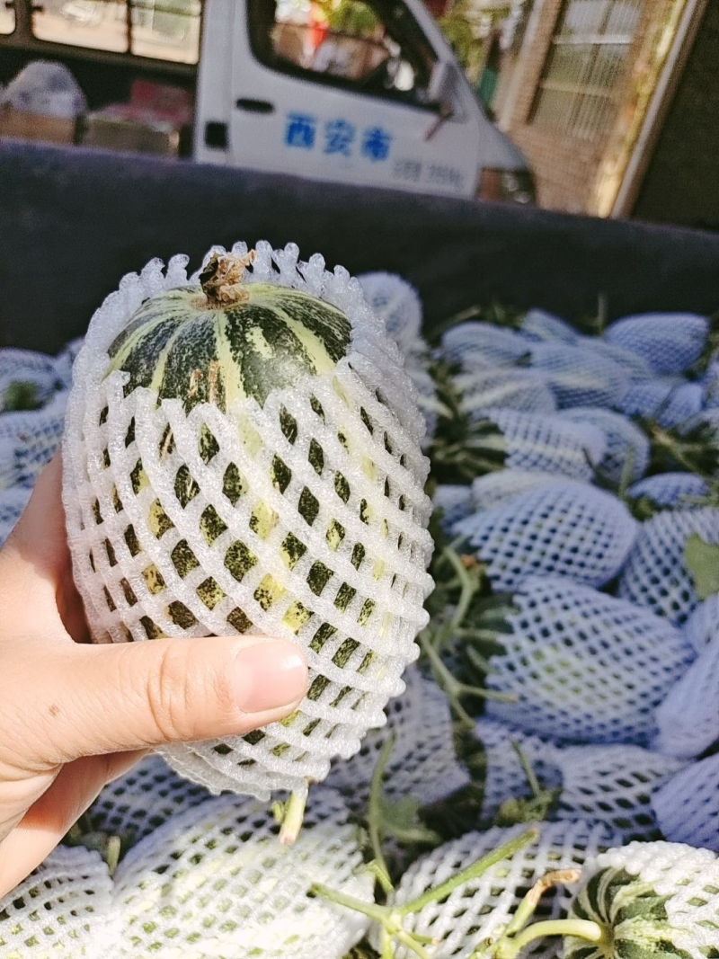 【精品】大荔甜瓜博洋9号一手货源保质保量价格特惠