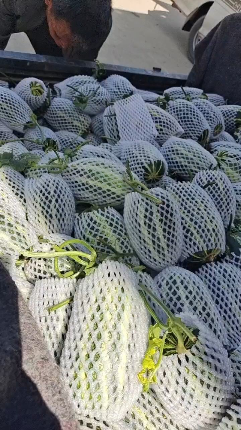 【精品】大荔甜瓜博洋9号一手货源保质保量价格特惠
