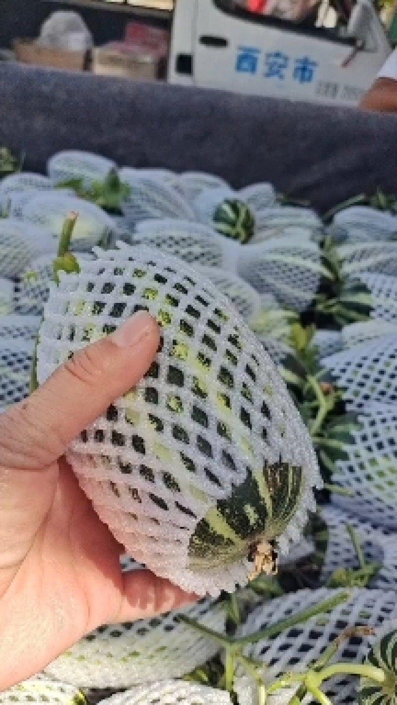 【精品】大荔甜瓜博洋9号一手货源保质保量价格特惠