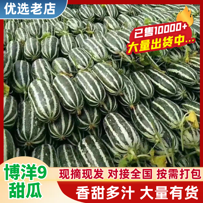 【精品】大荔甜瓜博洋9号一手货源保质保量价格特惠
