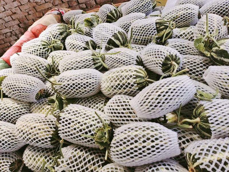 【精品】大荔甜瓜博洋9号一手货源保质保量价格特惠