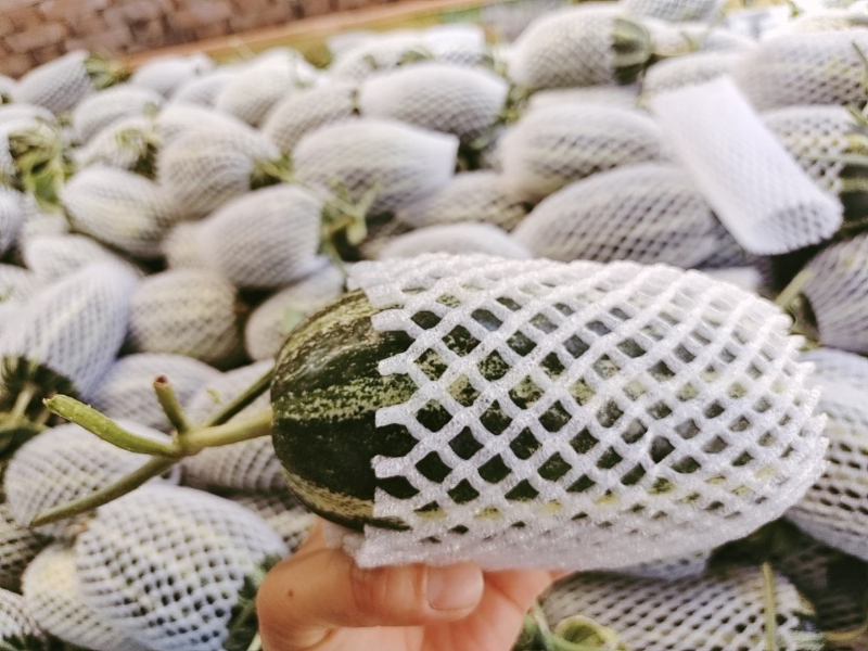 【精品】大荔甜瓜博洋9号一手货源保质保量价格特惠