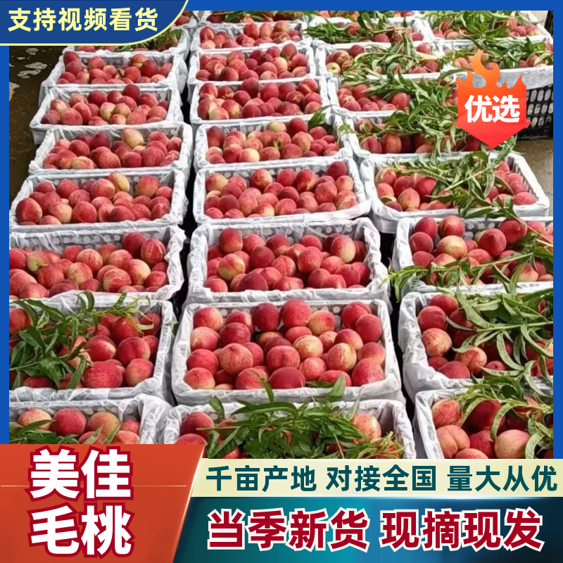 美脆毛桃早熟毛桃湖北襄阳基地直发质量保证一手货源