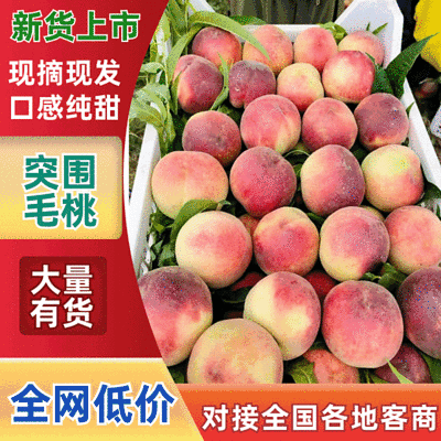 突围毛桃湖北毛桃现货供应规格齐全价格便宜全国发货