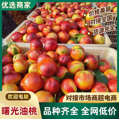 《精选》曙光油桃/湖北油桃/现货供应/价格便宜/全国发货