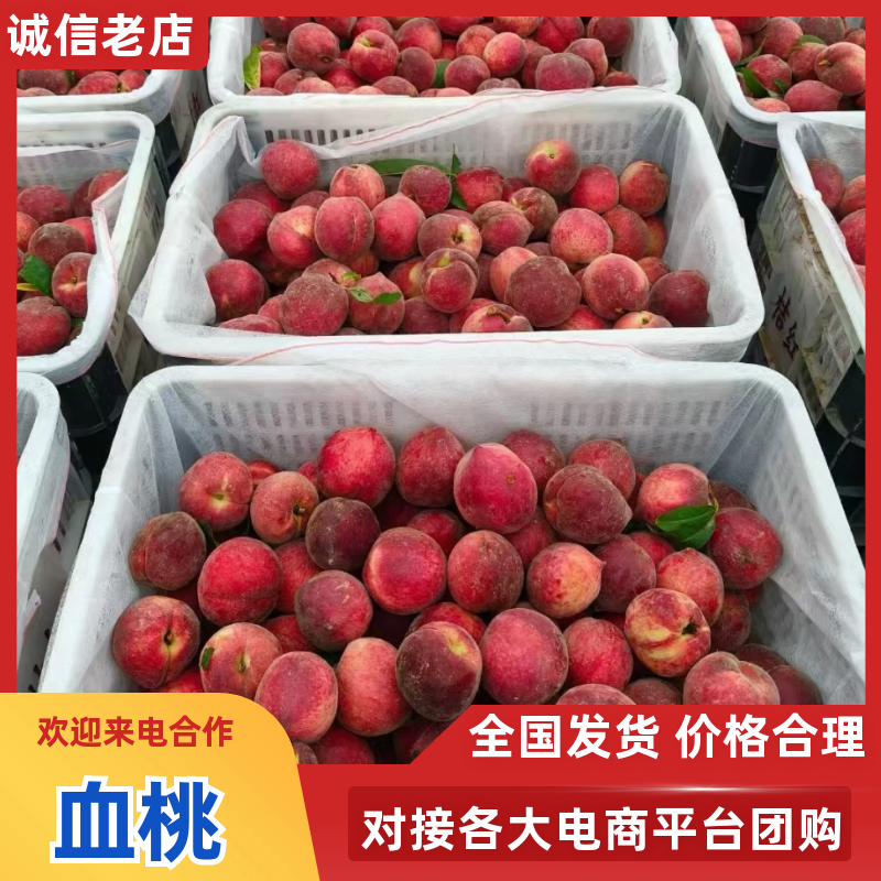 血桃产地大量供应中，湖北桃子，对接电商平台社区团购