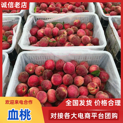 血桃产地大量供应中，湖北桃子，对接电商平台社区团购