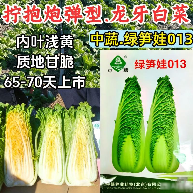绿笋娃龙牙白菜种子