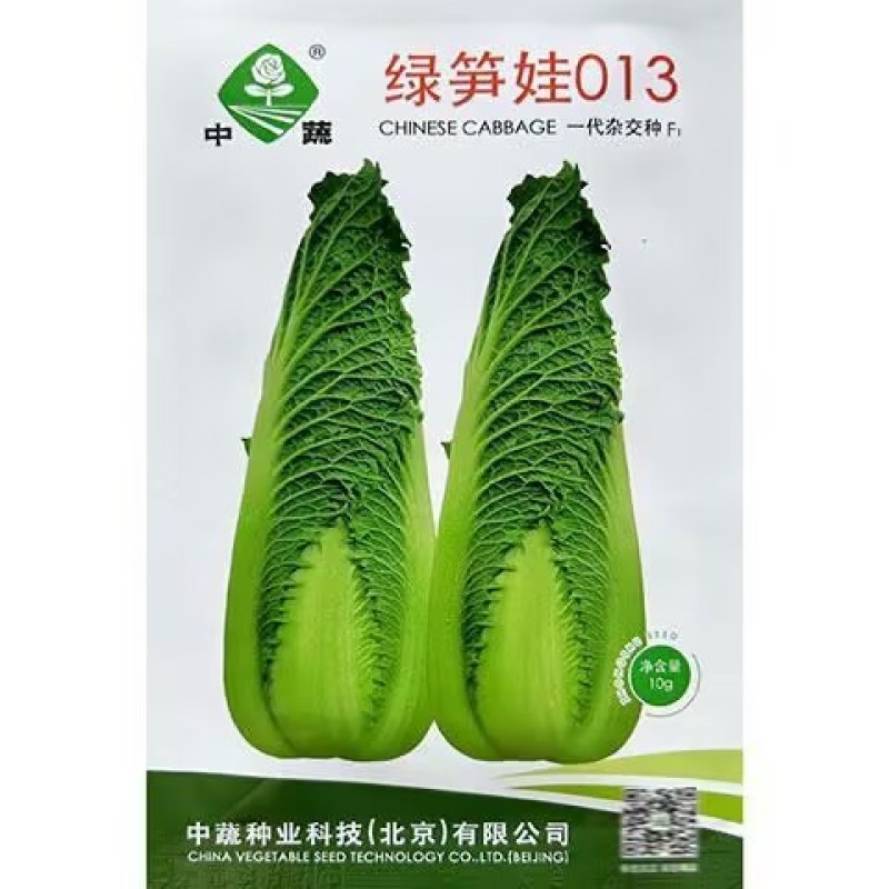 绿笋娃龙牙白菜种子