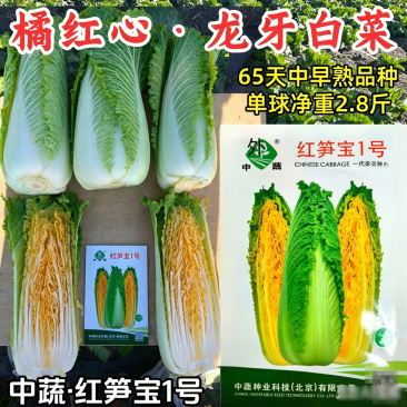 红笋宝1号龙牙白菜种子