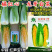红笋宝1号龙牙白菜种子