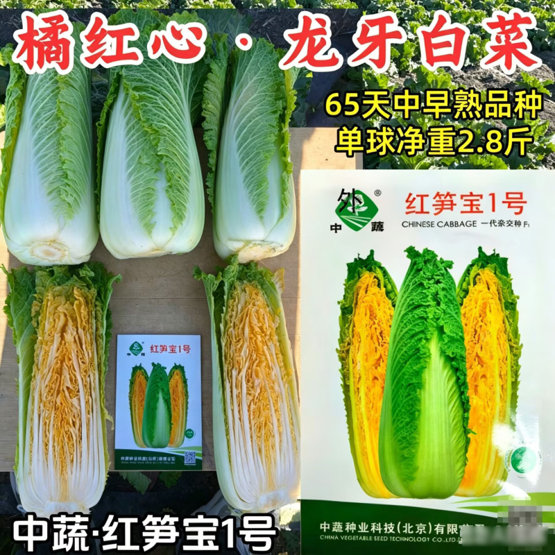 红笋宝1号龙牙白菜种子