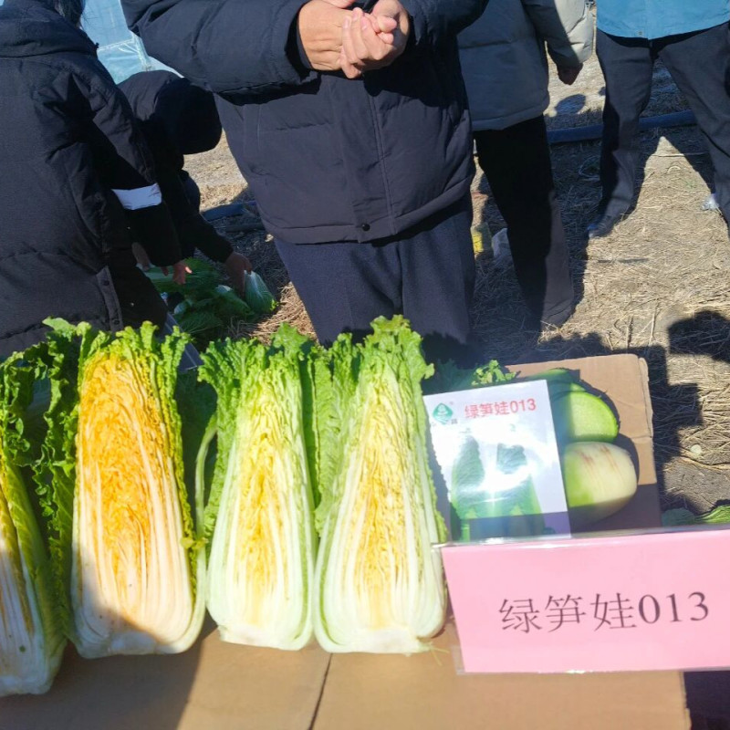 红笋宝1号龙牙白菜种子