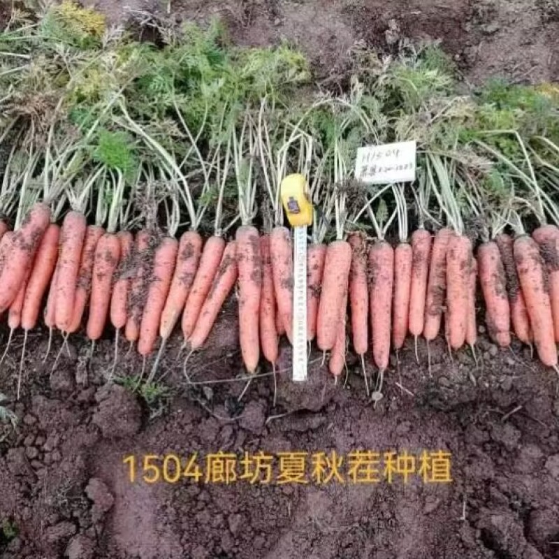 中誉1504杂交胡萝卜种子耐热耐抽苔三红桔红春秋胡萝卜种