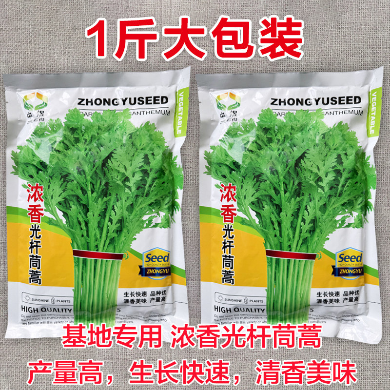 浓香光杆茼蒿种子基地专用生长快速清香美味高产四季种