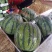 美都西瓜精品西瓜品质保障几十万斤价格美丽先到先得