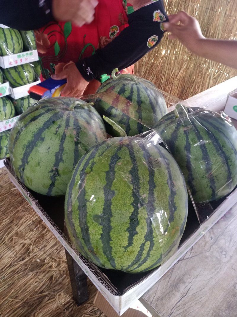 美都西瓜精品西瓜品质保障几十万斤价格美丽先到先得