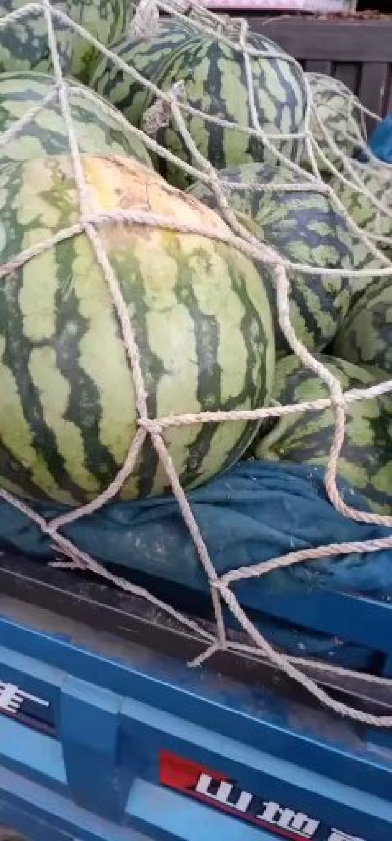 美都西瓜精品西瓜品质保障几十万斤价格美丽先到先得