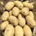 荷兰十五号土豆精品土豆🥔量大从优可对接全国各地客商等