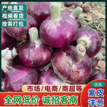 紫皮洋葱产地直发量大从优可对接全国电商市场商超等看货