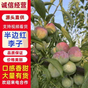 半边红，口感独特，脆甜，脱骨，需要的联系
