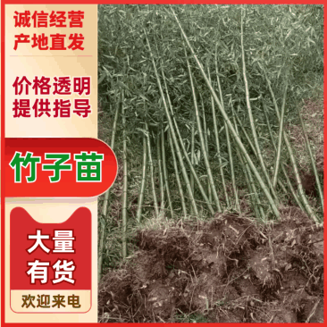 竹苗，刚竹，淡竹，绿化竹苗1到6公分竹子供应