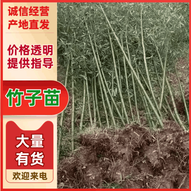 竹苗，刚竹，淡竹，绿化竹苗1到6公分竹子供应