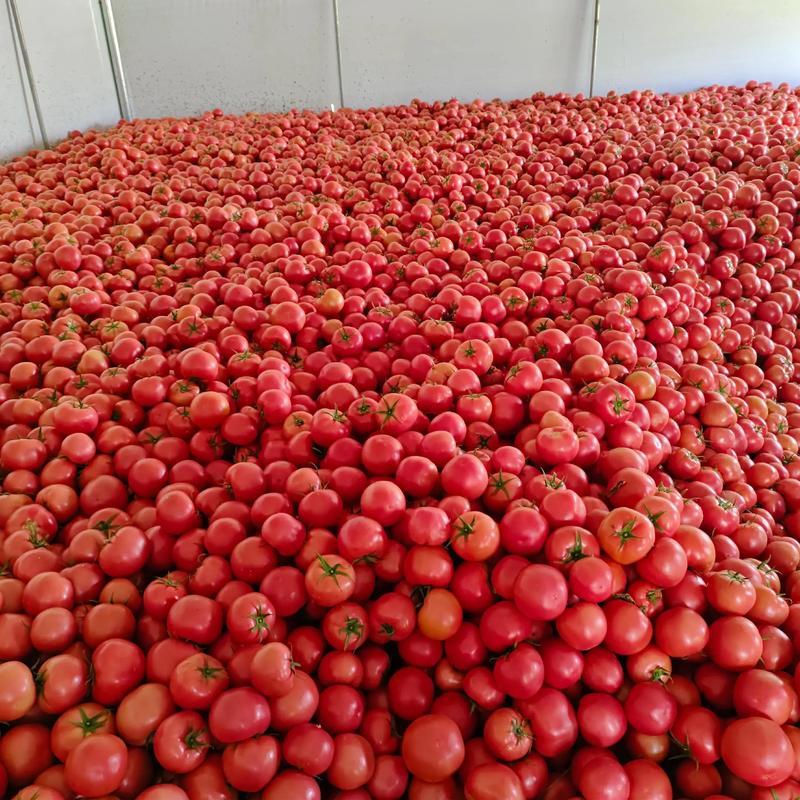 河南西红柿精品硬粉西红柿基地直发大量有货可视频