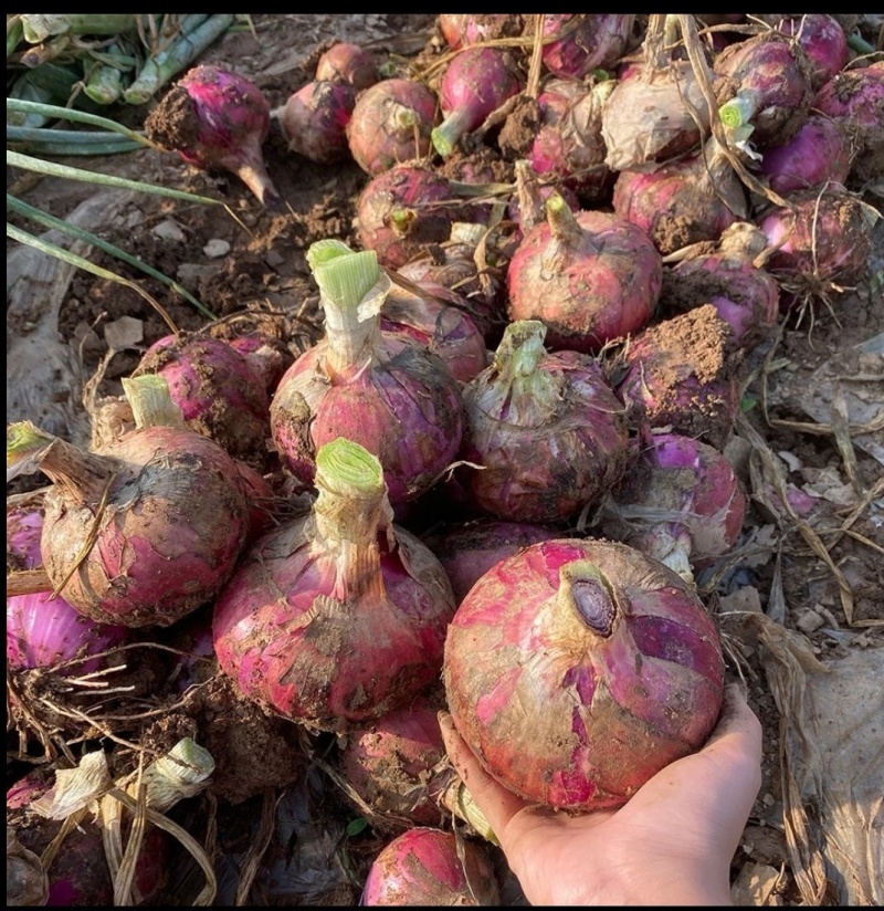 河南葱头精品紫皮洋葱基地直发对接电商市场商超