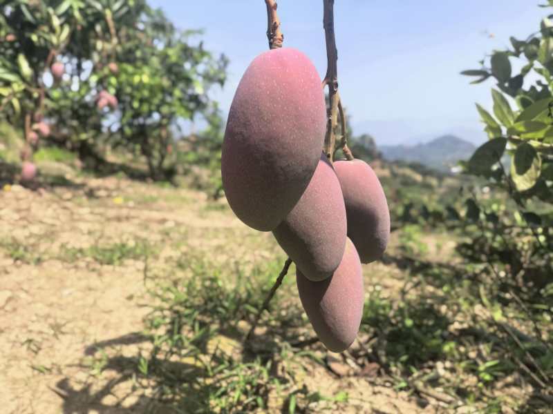 红贵妃芒果基地直发品质好2026年鲜货价格实惠欢迎联系