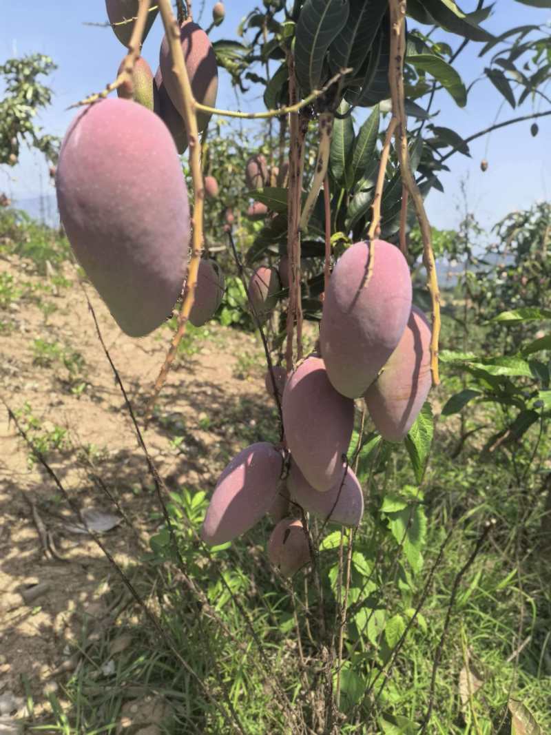 红贵妃芒果基地直发品质好2026年鲜货价格实惠欢迎联系