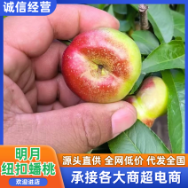 明月纽扣蟠桃品质保证服务周到产地直发价格美丽欢迎联系