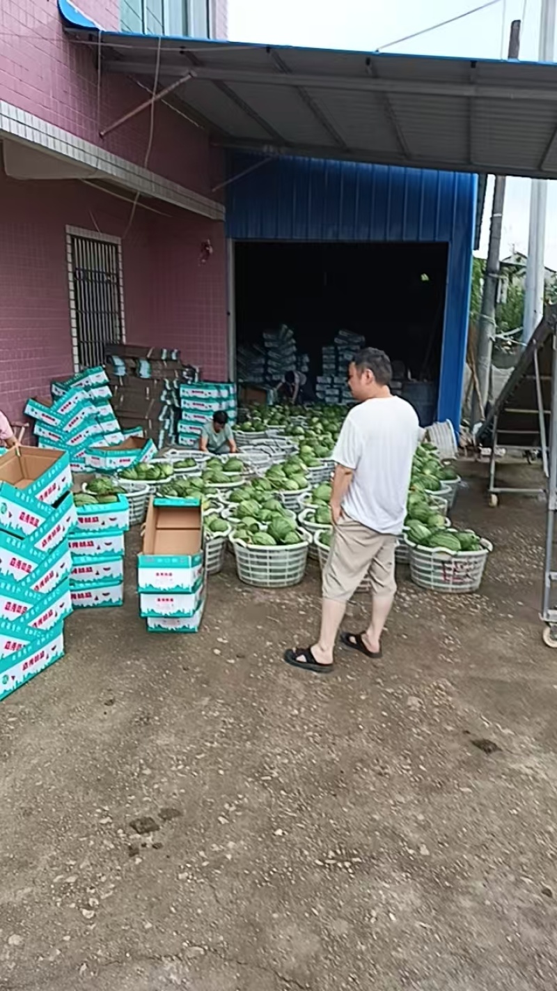 湖北江夏西甜瓜！嘉秀6号大量有货要的客商订购