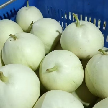 大量美浓甜瓜上市，产地直发万亩基地诚信经营