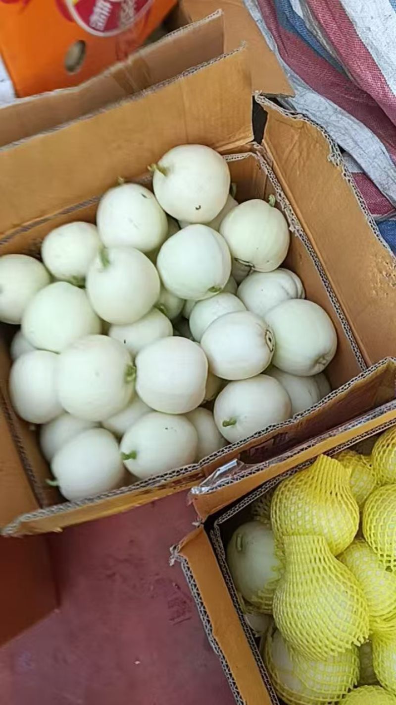 湖北江夏基地美浓甜瓜大量上货欢近订购