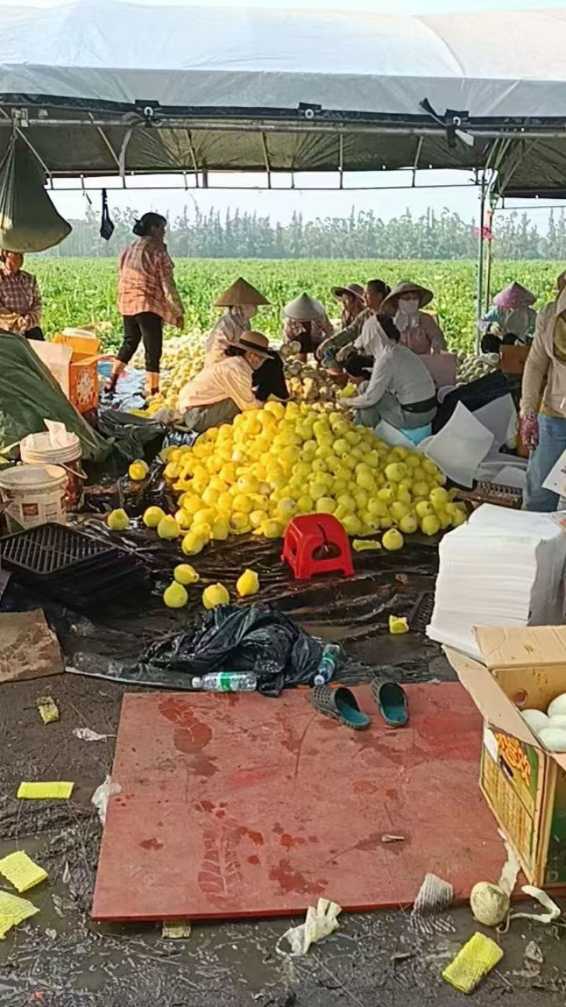 湖北江夏基地美浓甜瓜大量上货欢近订购