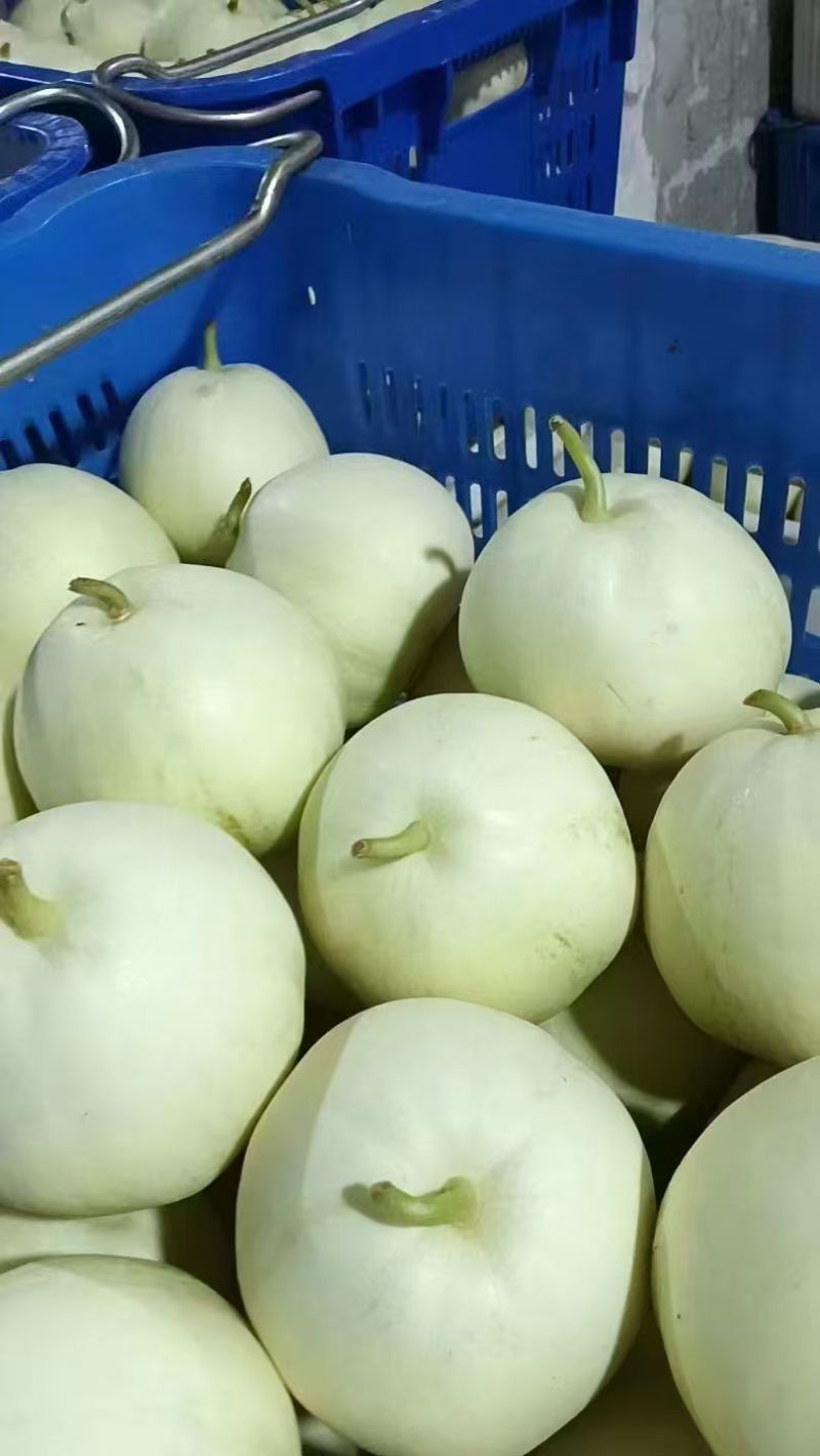 湖北江夏基地美浓甜瓜大量上货欢近订购