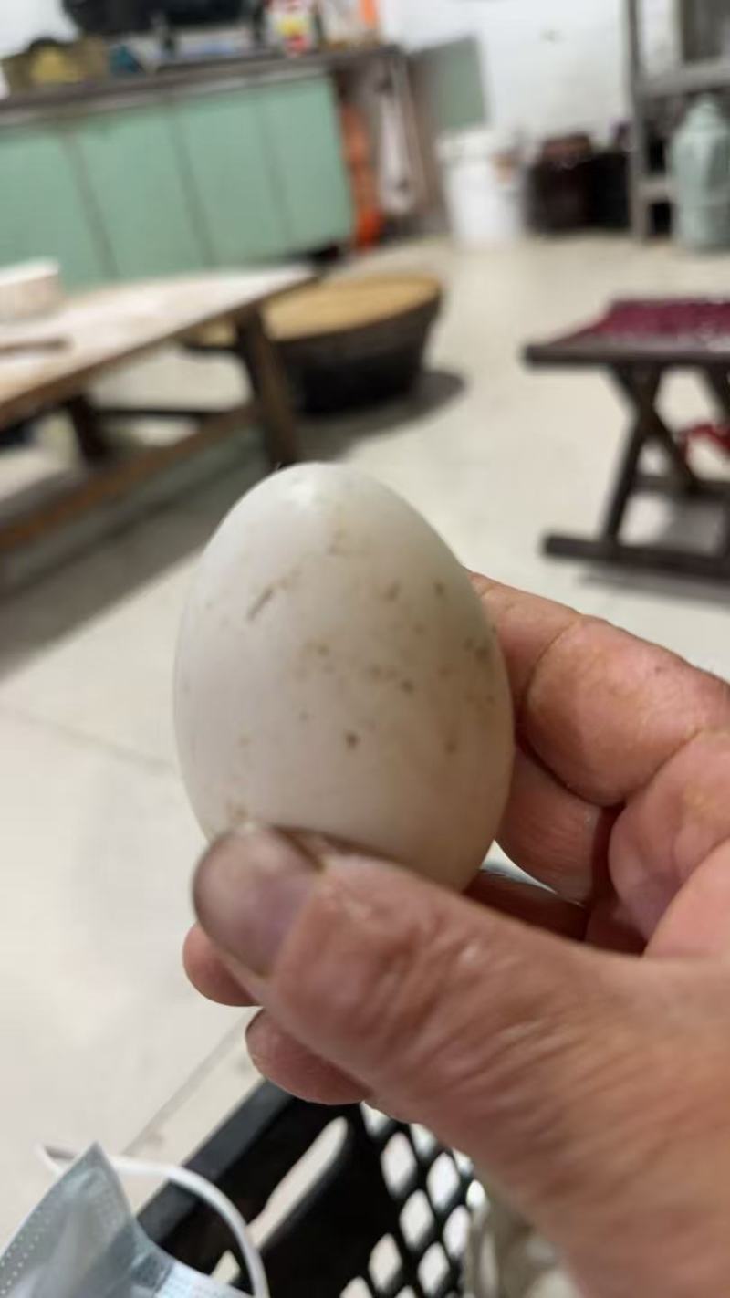 精品小蛋，小鸭蛋新鲜的优质的农产品，欢迎新老客户光临！