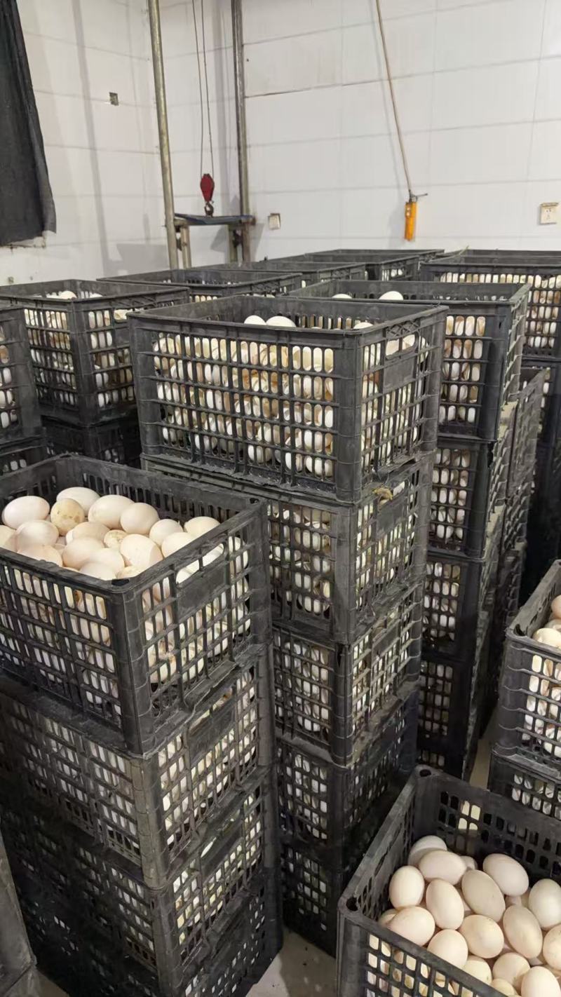 精品小蛋，小鸭蛋新鲜的优质的农产品，欢迎新老客户光临！