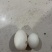 精品小蛋，小鸭蛋新鲜的优质的农产品，欢迎新老客户光临！