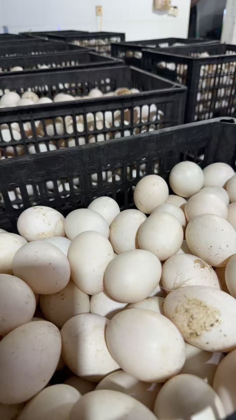 精品小蛋，小鸭蛋新鲜的优质的农产品，欢迎新老客户光临！