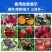 【正品】螯合钙镁中量元素特肥防裂果增甜上色