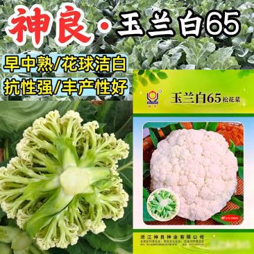 玉兰白65松花菜种子早熟耐热高产花球洁白青梗散花椰菜种子