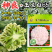 玉兰白65松花菜种子早熟耐热高产花球洁白青梗散花椰菜种子