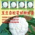 玉兰白65松花菜种子早熟耐热高产花球洁白青梗散花椰菜种子