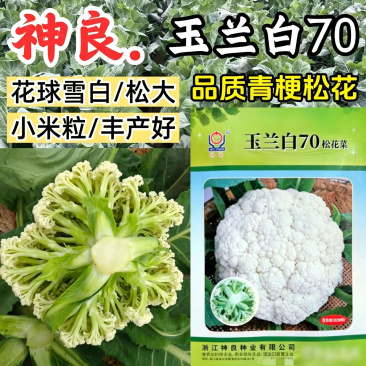 玉兰白70松花菜种子耐热耐寒青梗散花洁白春秋播花椰菜种子