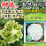 玉兰白70松花菜种子耐热耐寒青梗散花洁白春秋播花椰菜种子