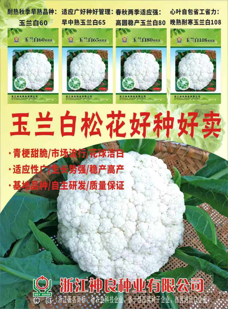 玉兰白88松花菜种子矮脚88晚熟耐寒青梗小米粒花椰菜种籽