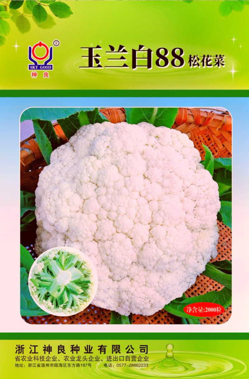 玉兰白88松花菜种子矮脚88晚熟耐寒青梗小米粒花椰菜种籽