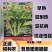 利丰1号白菜苔种子菜苔早熟45天四季耐热抗病苔粗基地用